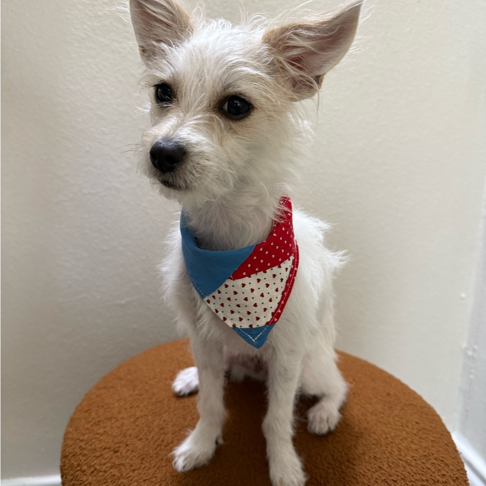 Stylish Red and Blue Dog Bandana